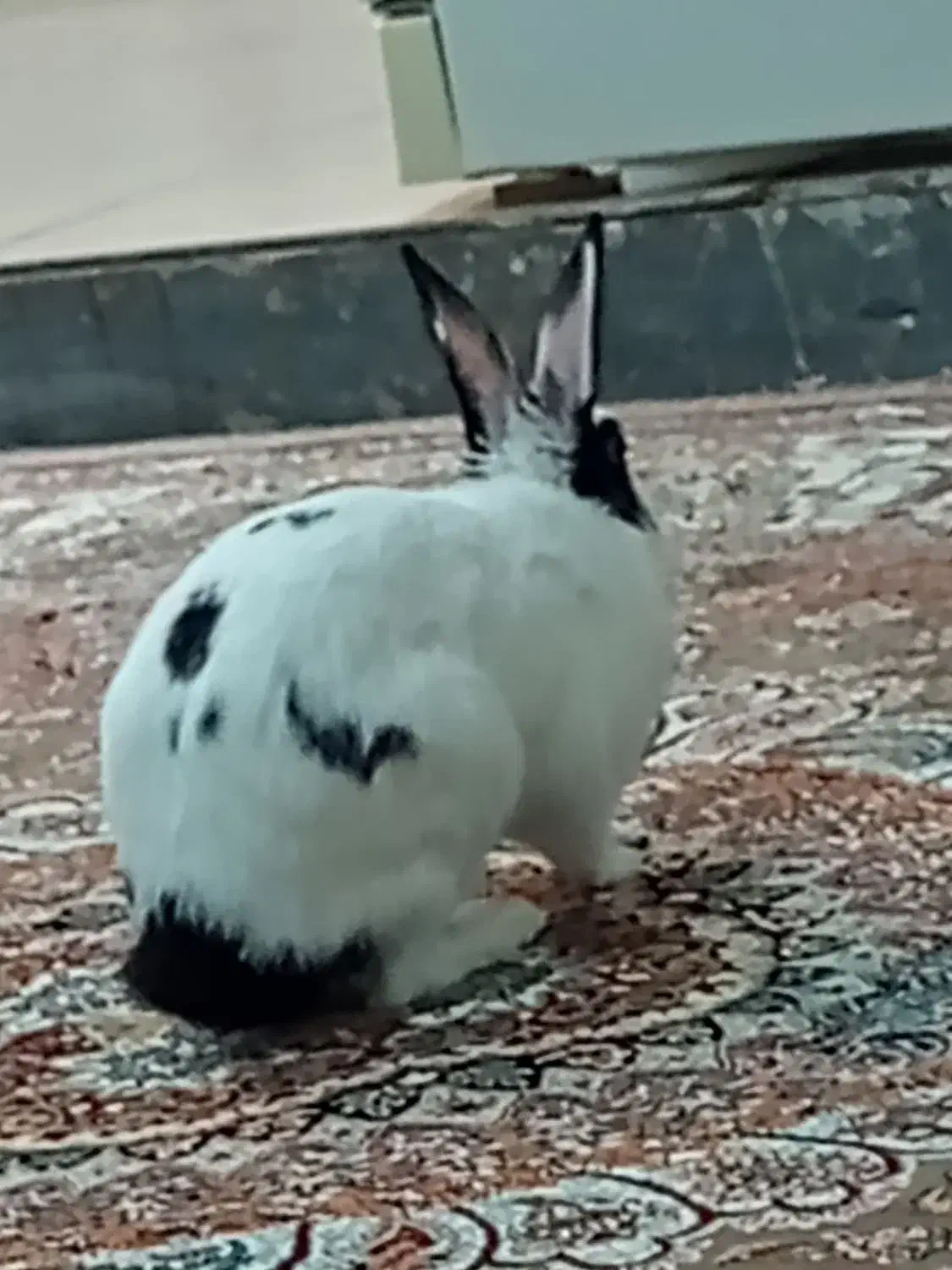 باسلام‌فروش‌خرگوش‌|موش و خرگوش|شیراز, گویم|دیوار