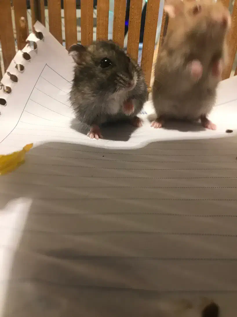 بچه همستر زرنگ|موش و خرگوش|تهران, تهرانپارس جنوبی|دیوار