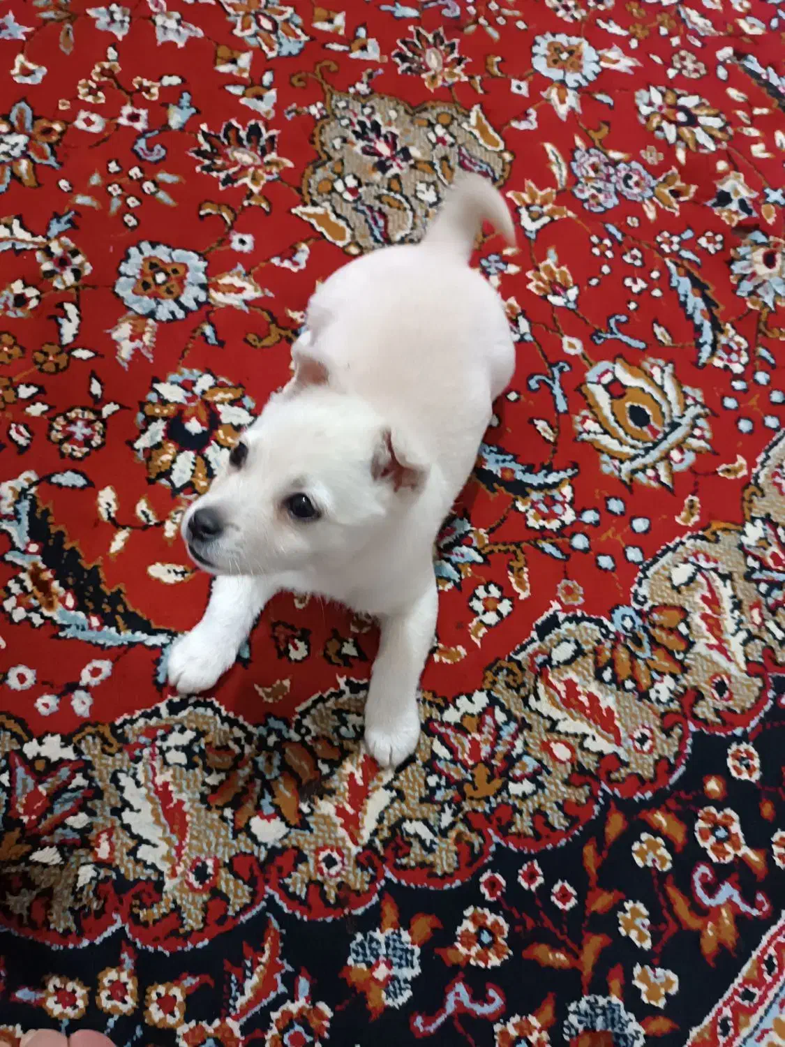 برفی پاکوتاه هرکی ببینه عاشقش میشه|سگ|اقبالیه, |دیوار