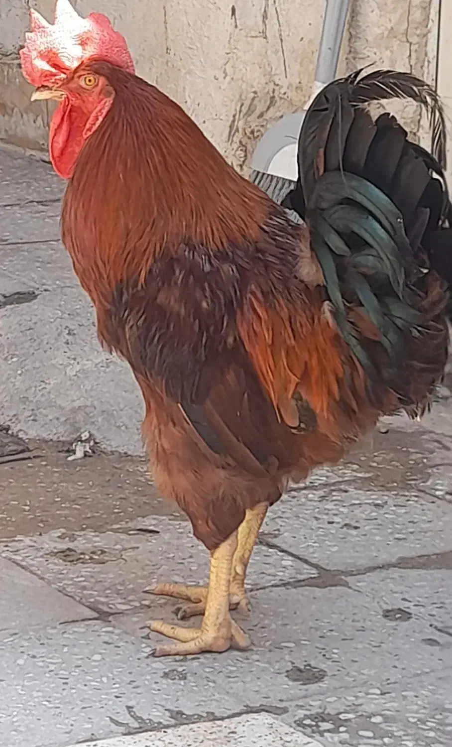 خروس محلی|حیوانات مزرعه|اندیمشک, |دیوار