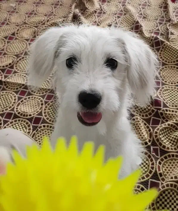 فروش سگ توافقی|سگ|قم, تولید دارو و یخچال|دیوار