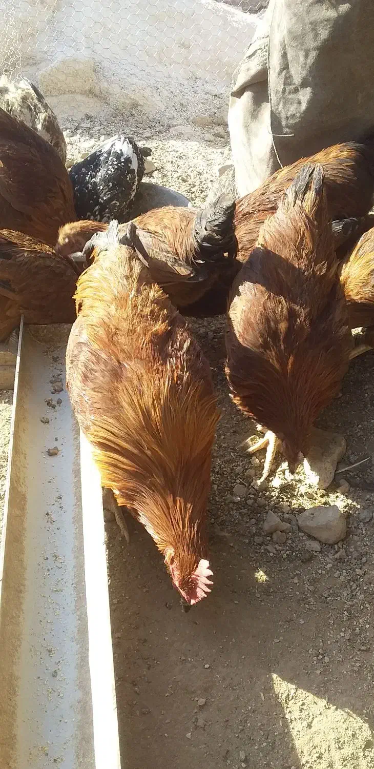 4عدد خروس|حیوانات مزرعه|سرپل ذهاب, |دیوار