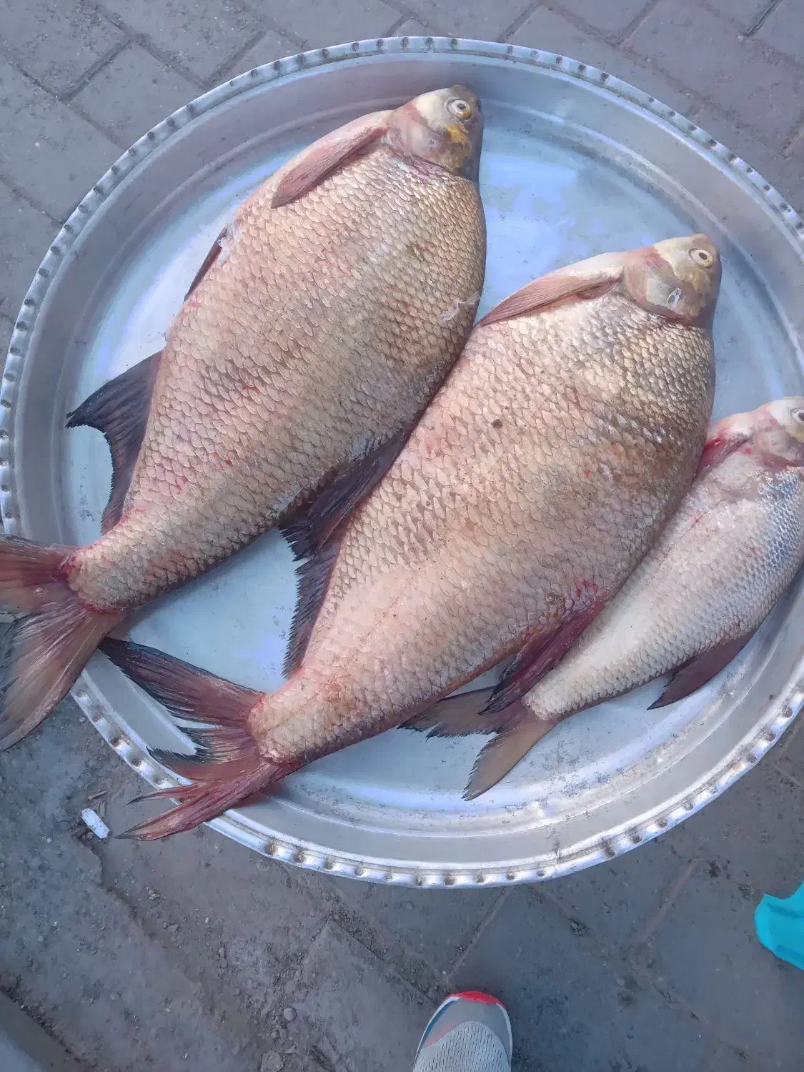 ماهی تازه صید روز|ماهی|اهر, |دیوار