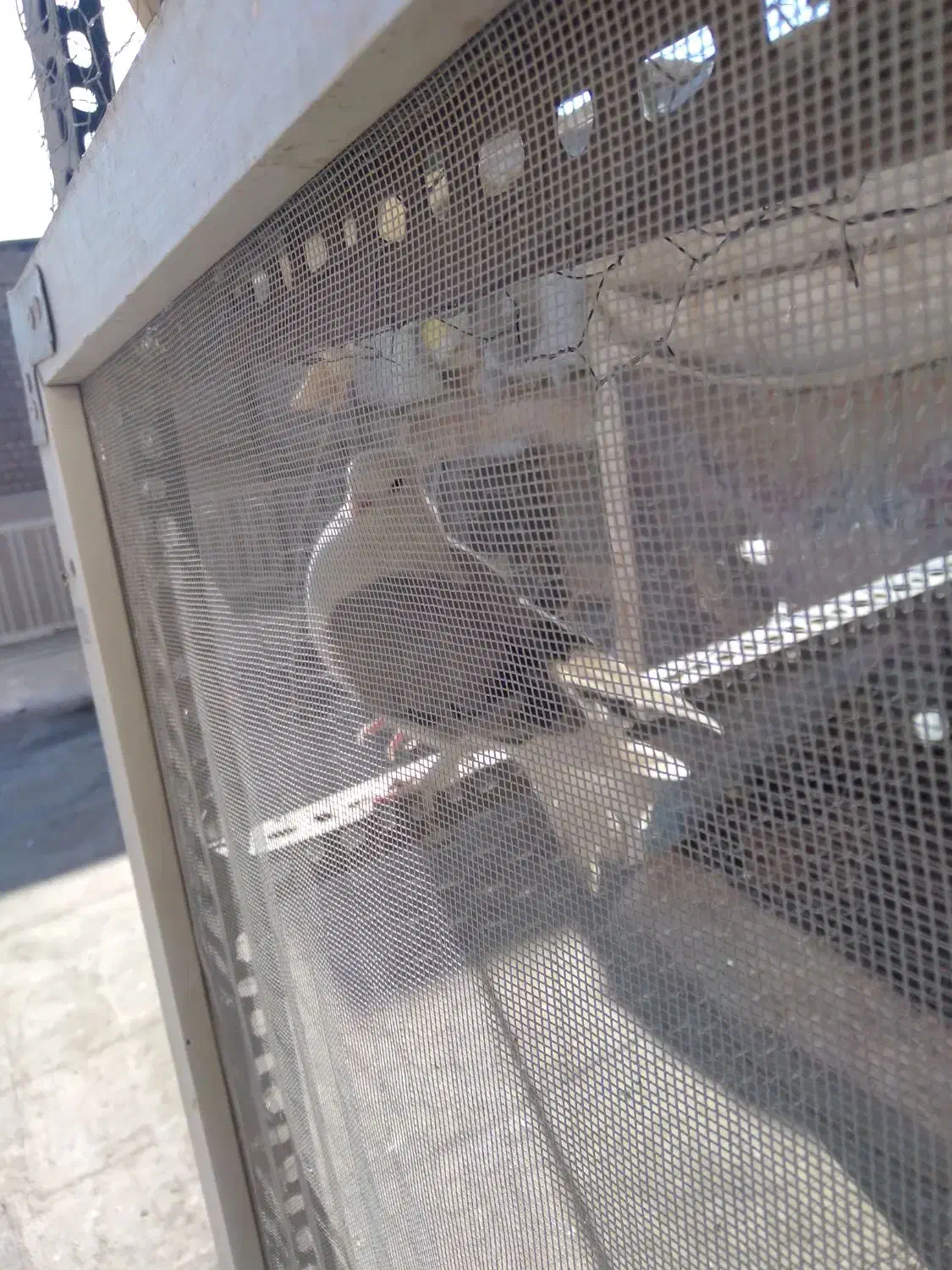 کبوتر|پرنده|قم, شاه سید علی|دیوار