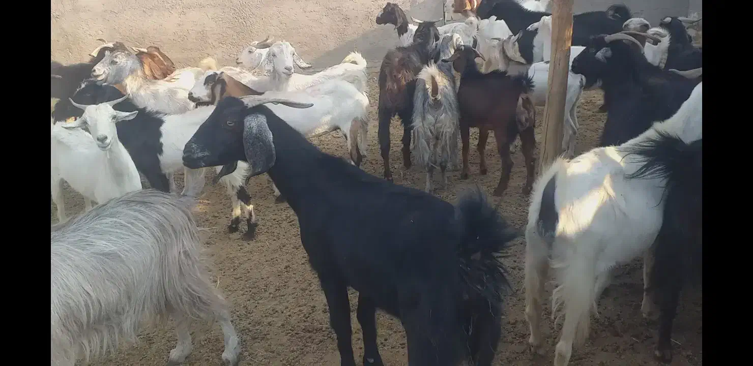 فروش بز داشتی|حیوانات مزرعه|لامرد, |دیوار