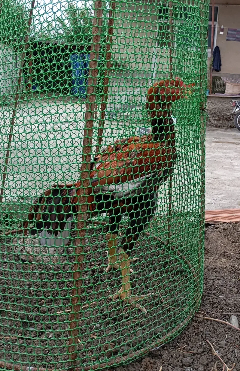 خروس لاری اصیل|حیوانات مزرعه|بندر گز, |دیوار