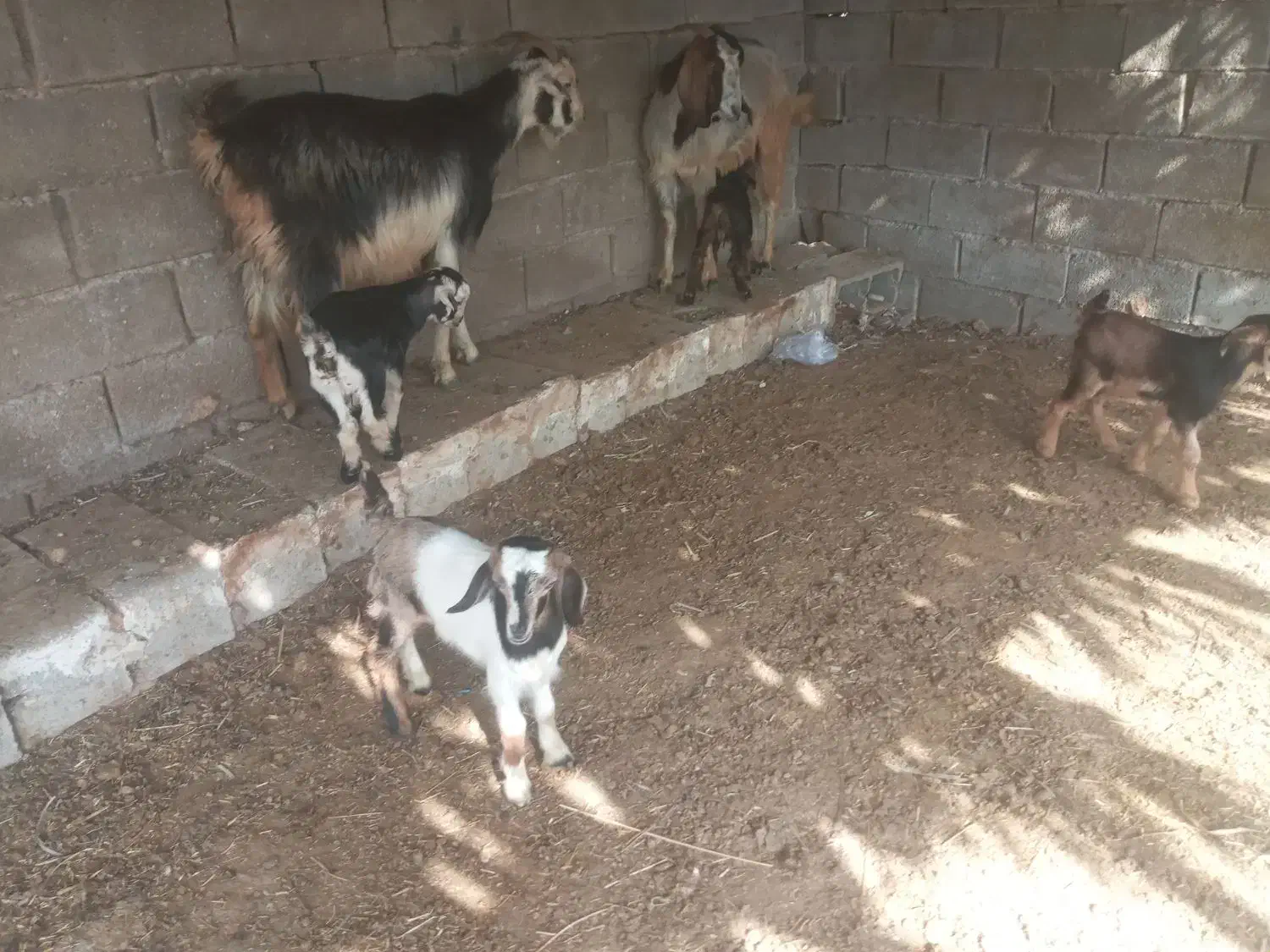 بز دوقلو|حیوانات مزرعه|بهبهان, |دیوار