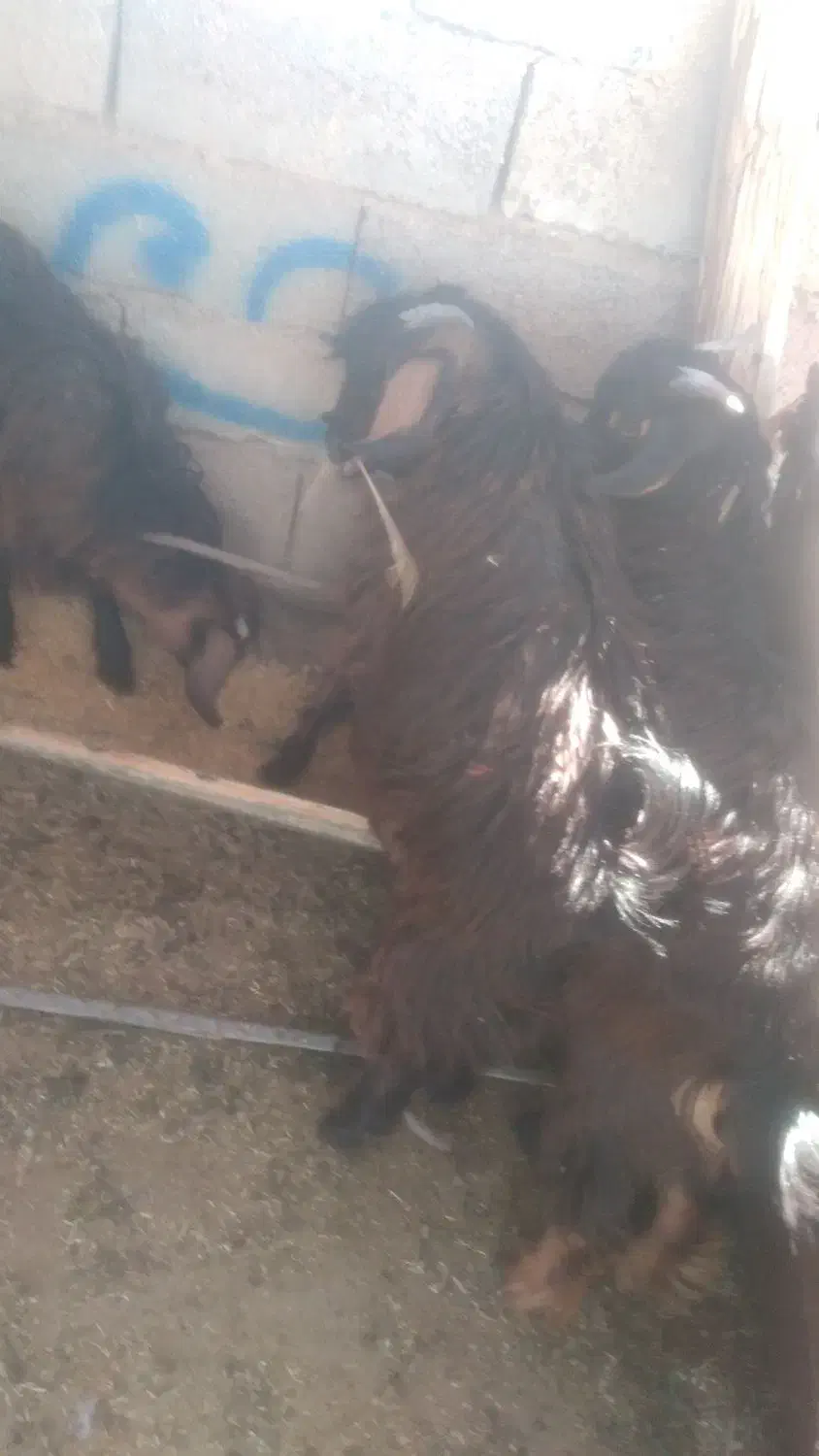 سلام بز سرحال|حیوانات مزرعه|خاش, |دیوار