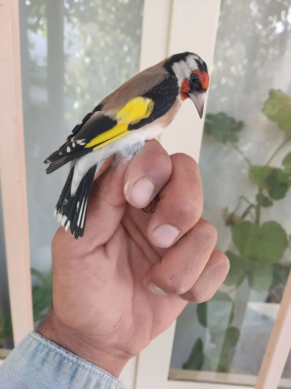 جوجه سهره|پرنده|رودشت (چهارمحال و بختیاری), |دیوار