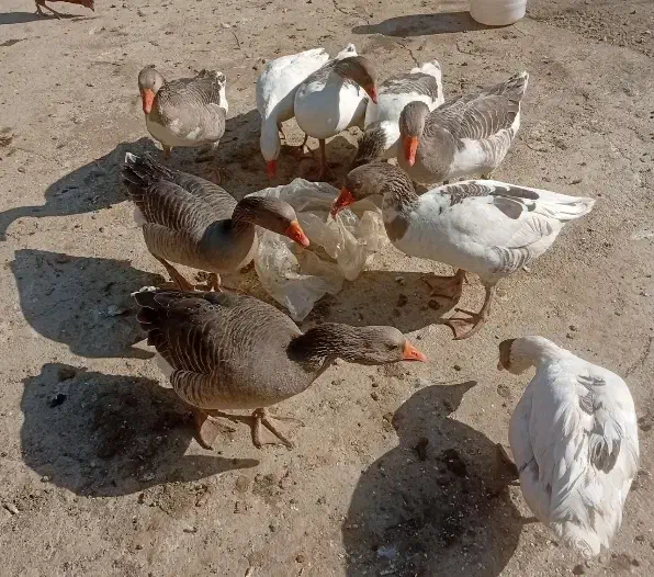 غاز|حیوانات مزرعه|بروجرد, |دیوار