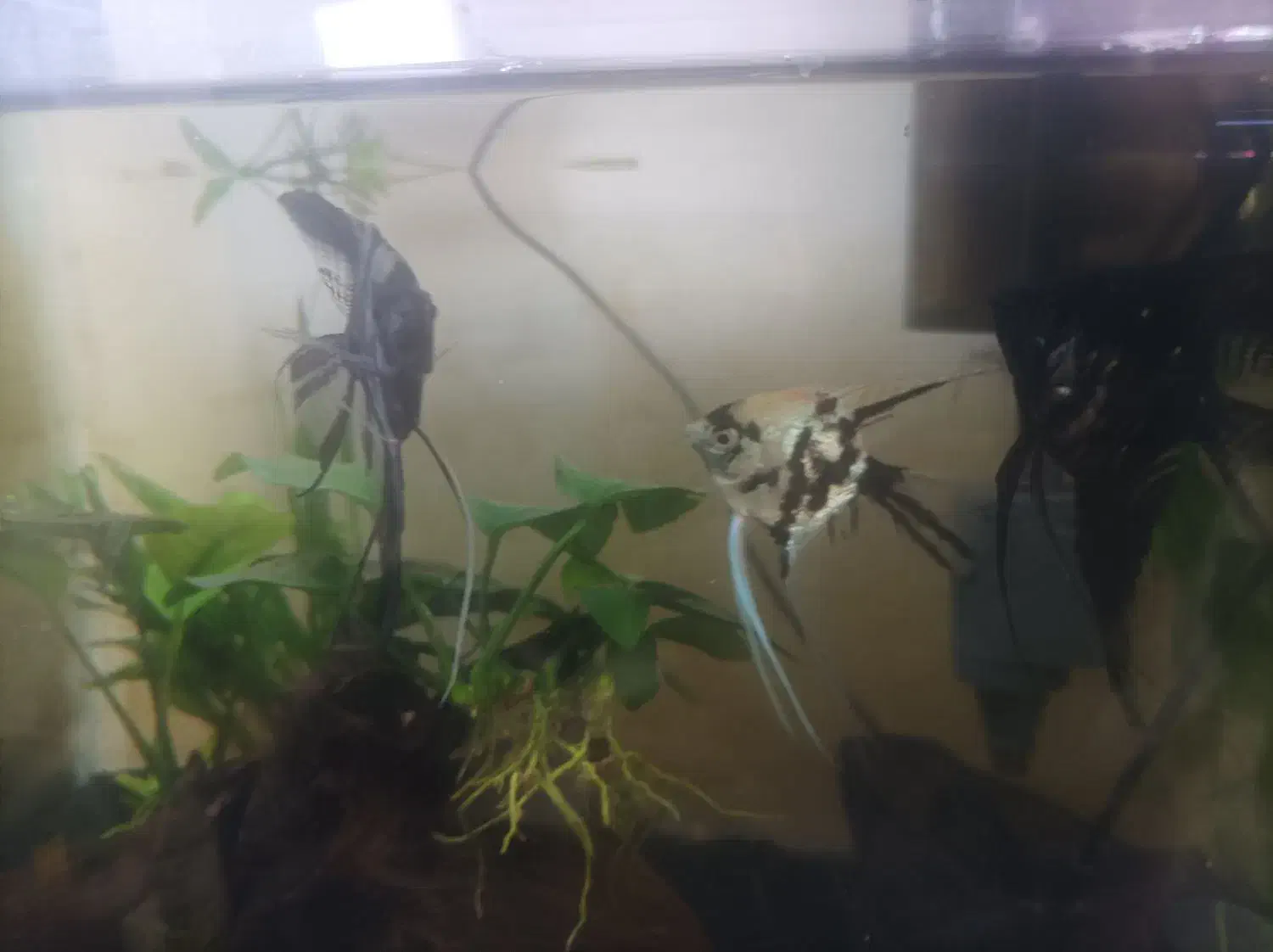 ماهی و گیاه آکواریومی|ماهی|سنندج, |دیوار