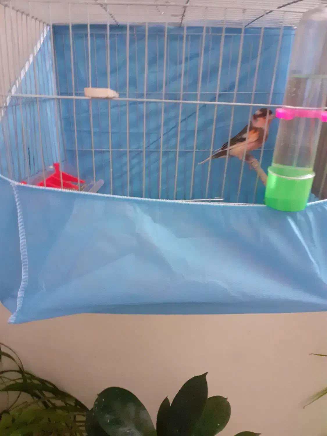 قناری رسمی بلندقرص معاوظه باامپلی ماشین|پرنده|محمدشهر, شهرک پیام (مهرالبرز)|دیوار