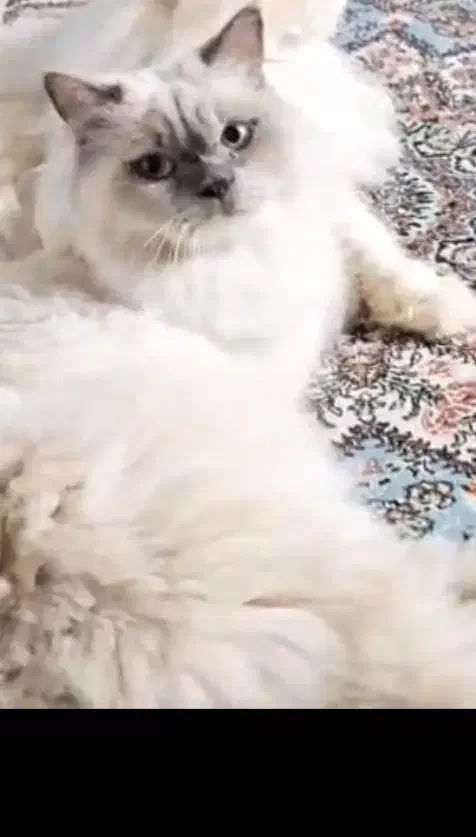 گربه ماده هیمالین|گربه|فرح آباد, |دیوار