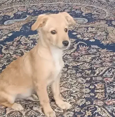 واگذاری توله سگ اشتپیز|سگ|مشهد, میعاد (شهرک غرب)|دیوار