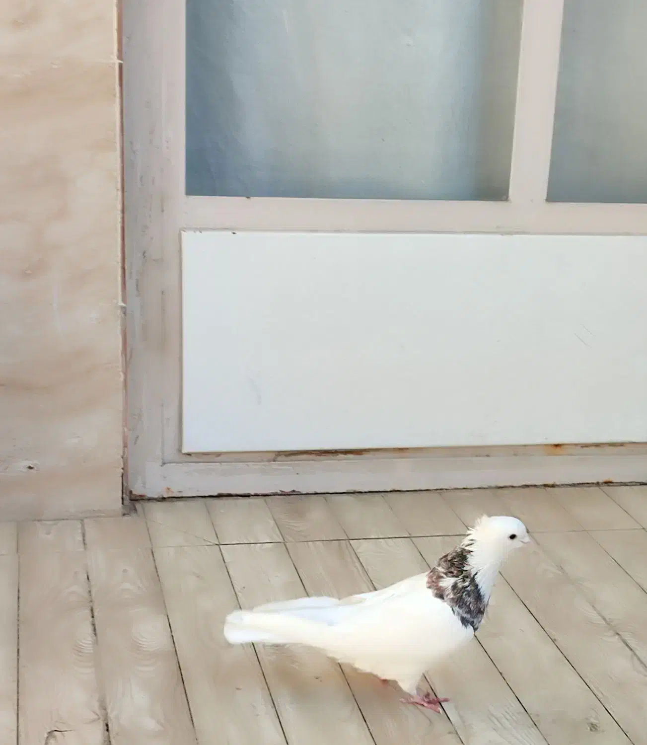 کفتر طوقی هفت رنگ نر پاک|پرنده|نجف‌آباد, یزدانشهر|دیوار