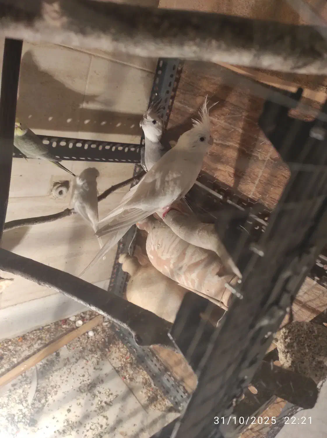 یک جفت عروس کشیده مفت نر وایت فیس ماده آلبینو|پرنده|علیآباد کتول, |دیوار