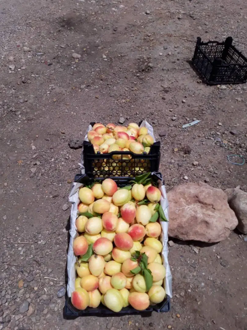 زمین وباغ جاده دندی روستای دوزکندبیش از یک هکتار|فروش زمین و ملک کلنگی|انگوران, |دیوار