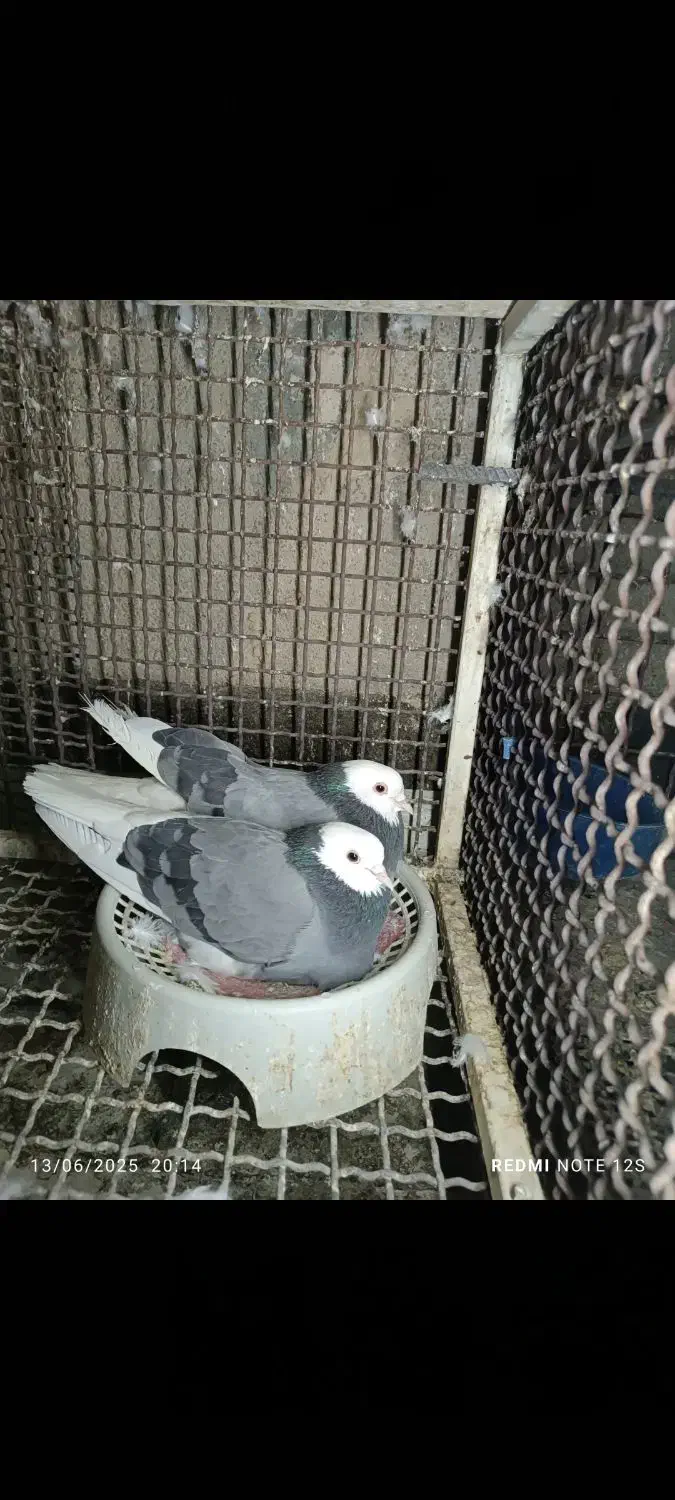 سبز پلنگ|پرنده|بم, |دیوار