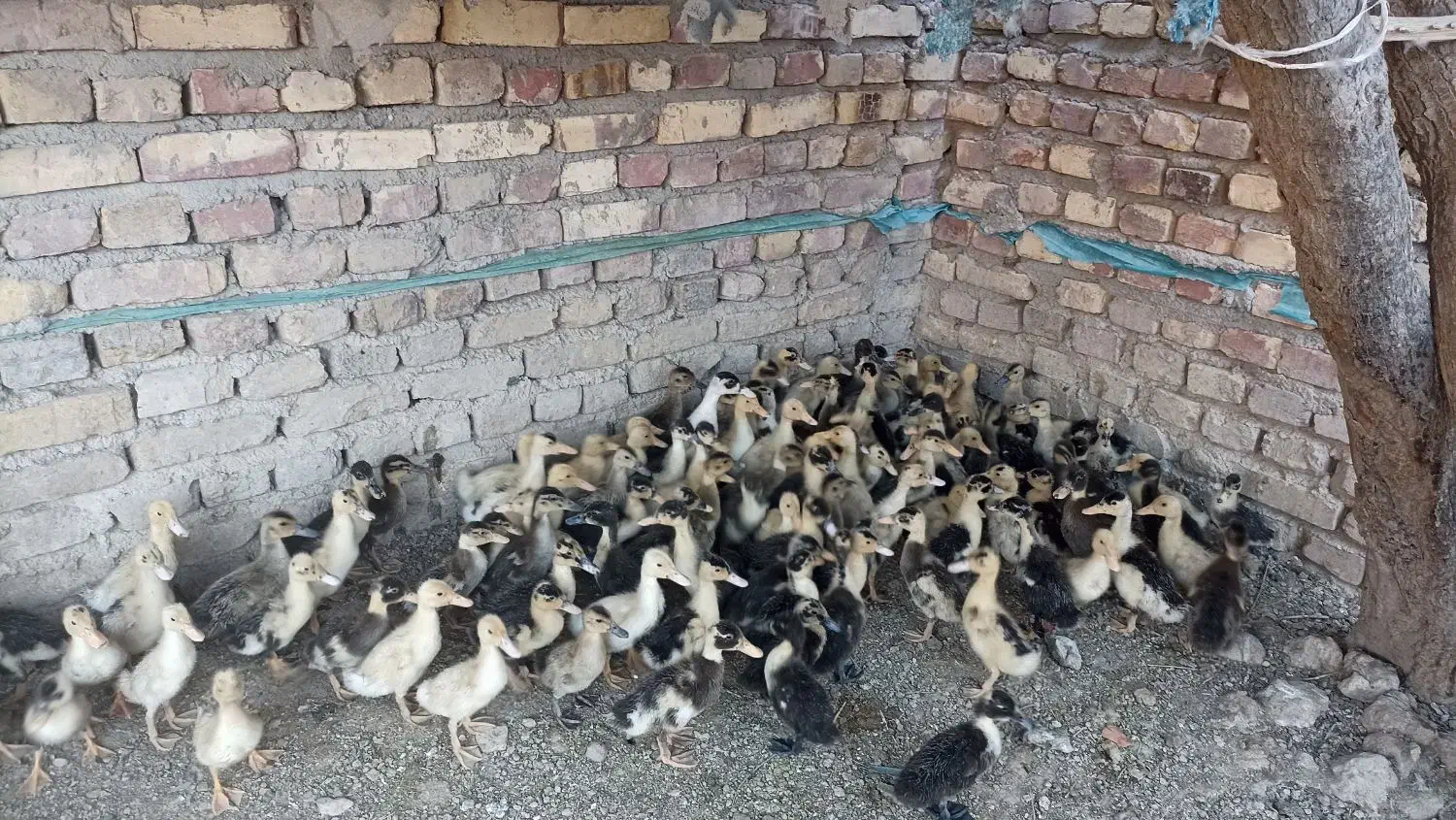 اردک وقو غاز|حیوانات مزرعه|زابل, |دیوار