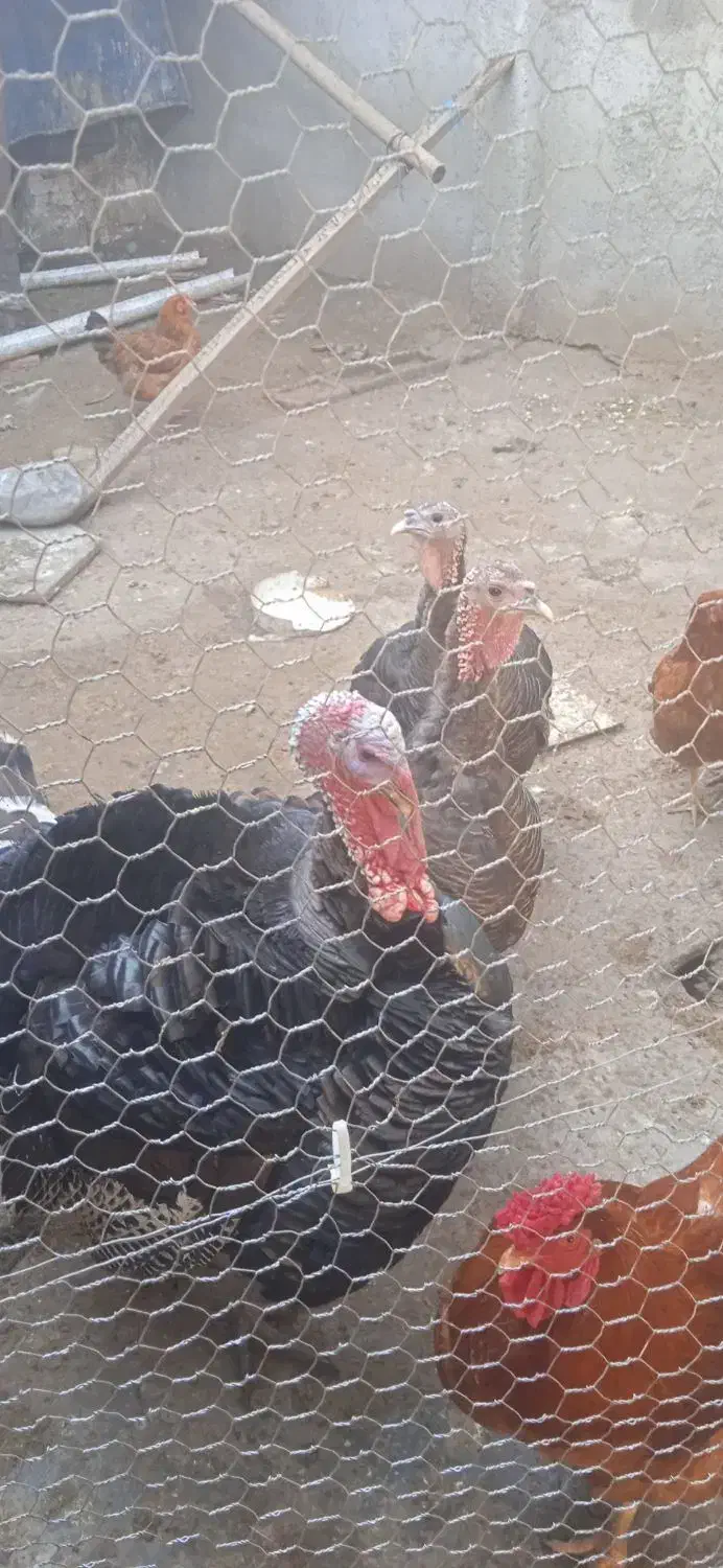 خروس وبوقلمون اورگانیک درشت|حیوانات مزرعه|قائمشهر, |دیوار