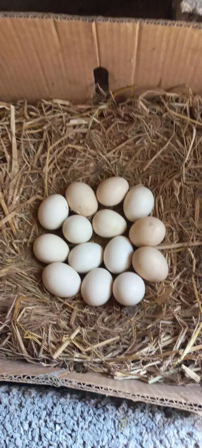 تخم مرغ لاری اوشامو|حیوانات مزرعه|تخت, |دیوار