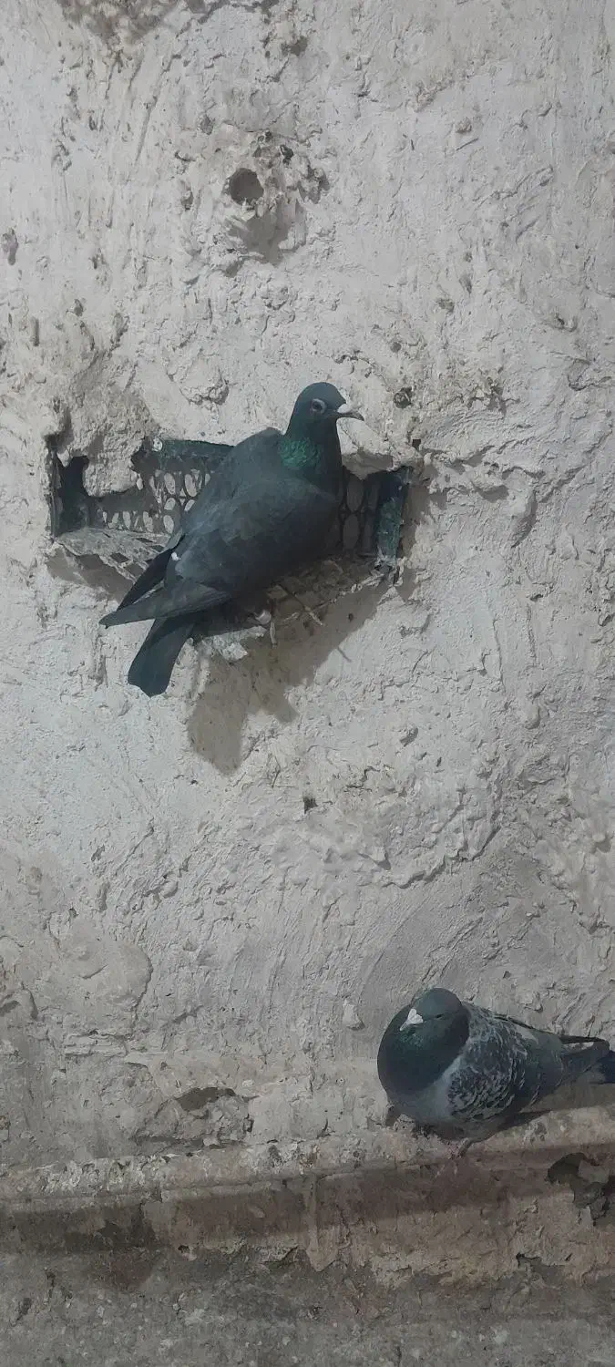 کبوتر  مسا فتی|پرنده|چگنی, |دیوار