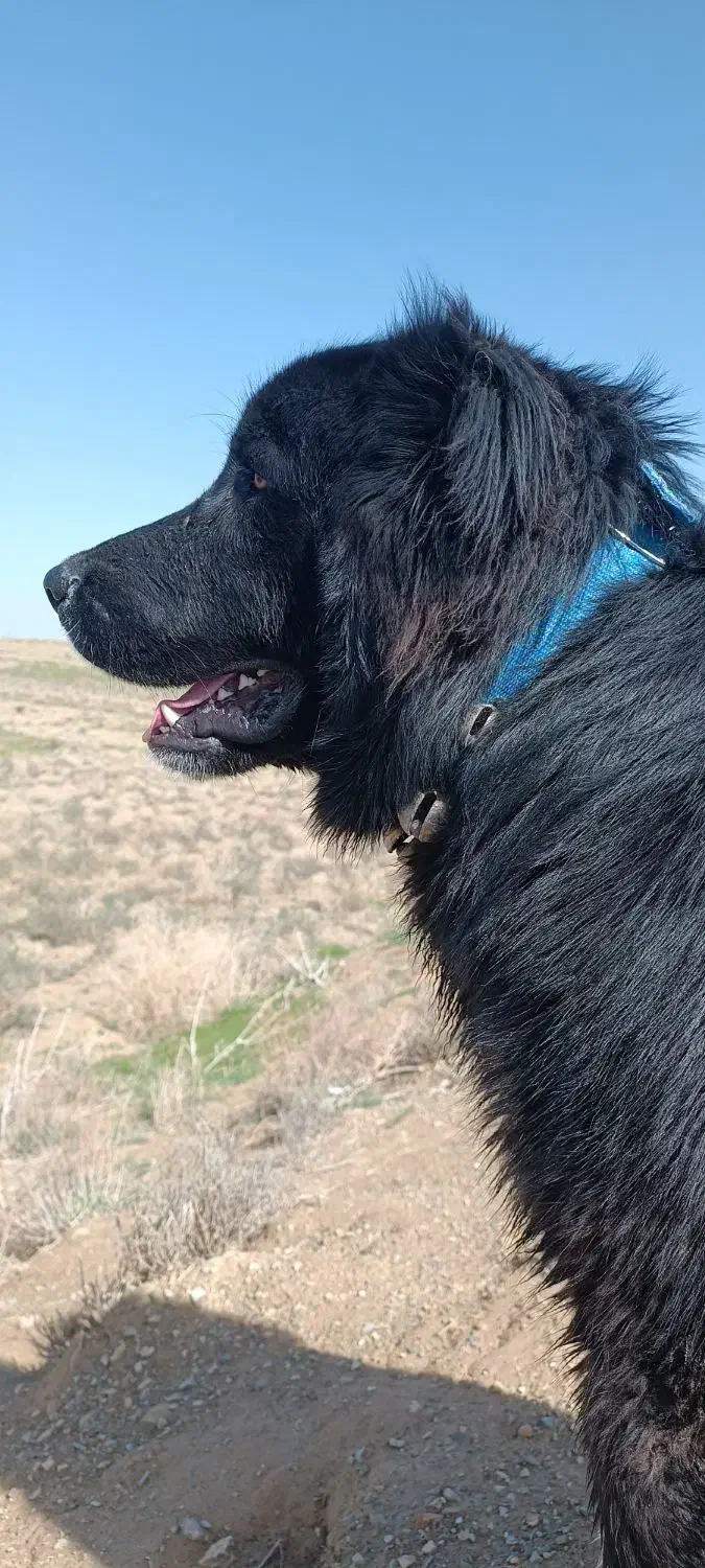 سگ گمشده|حیوانات|خمین, |دیوار