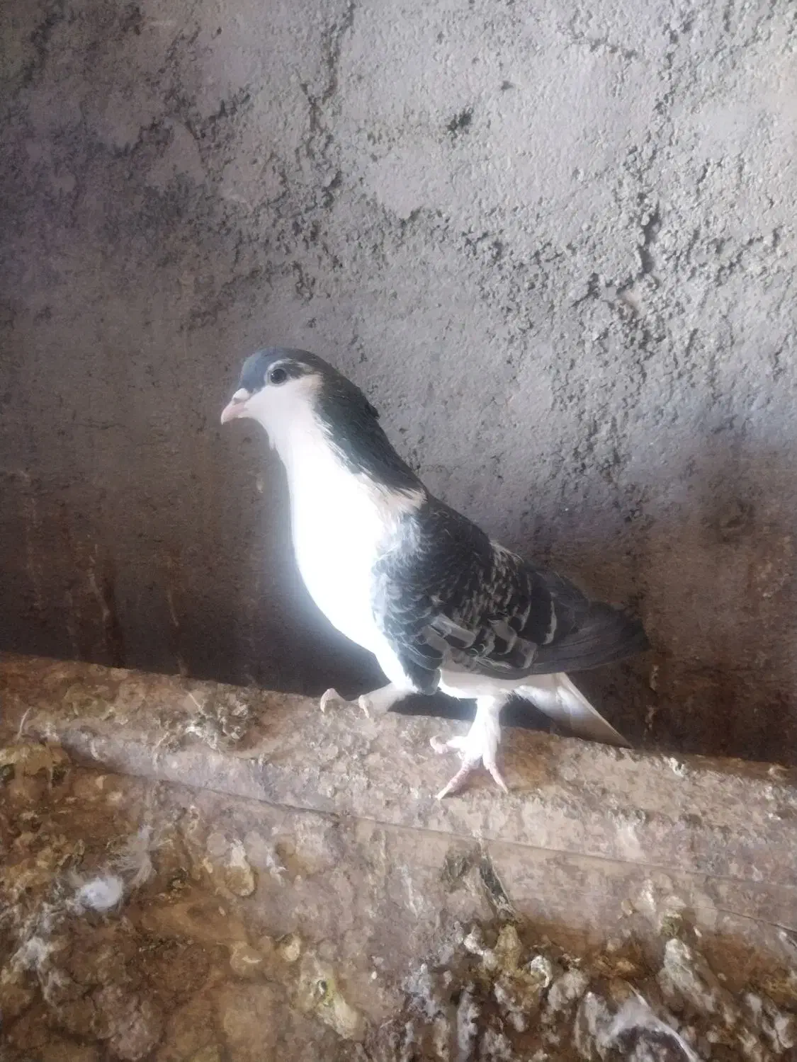 دمگیر دولا و دوبهر غلاق و فیروزه ای|پرنده|اصفهان, بوستان ناژوان|دیوار