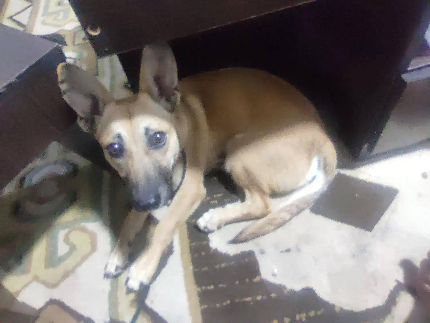 فروش سگ|سگ|شوشتر, |دیوار