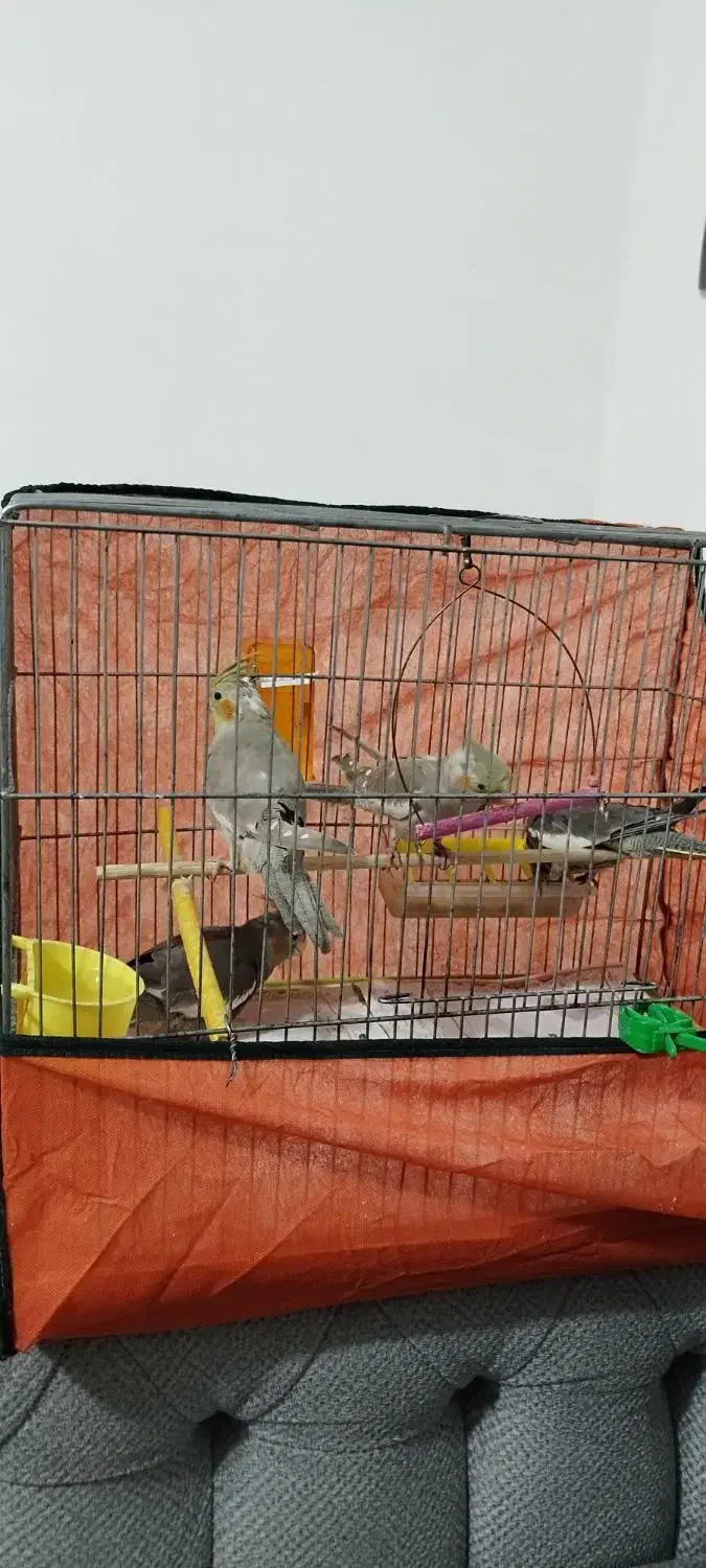 عروس هلندی ۲ ماهه دون خور|پرنده|فردیس, شهرک شهید حسینی|دیوار