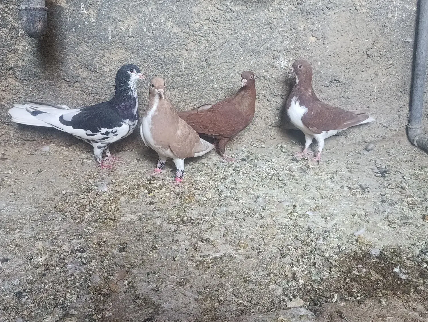 کبوتر|پرنده|شیراز, بید زرد|دیوار