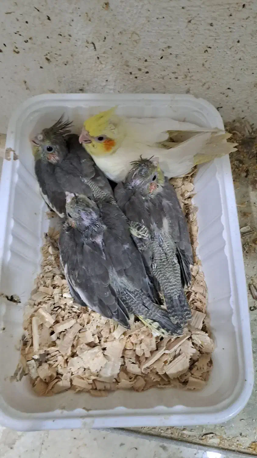 جوجه عروس سرلاکی نرم خور|پرنده|رشت, فلسطین|دیوار