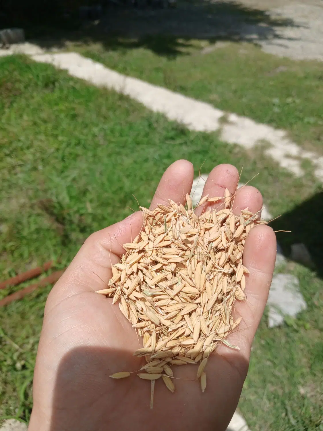 تخم جو|خوردنی و آشامیدنی|شفت, |دیوار