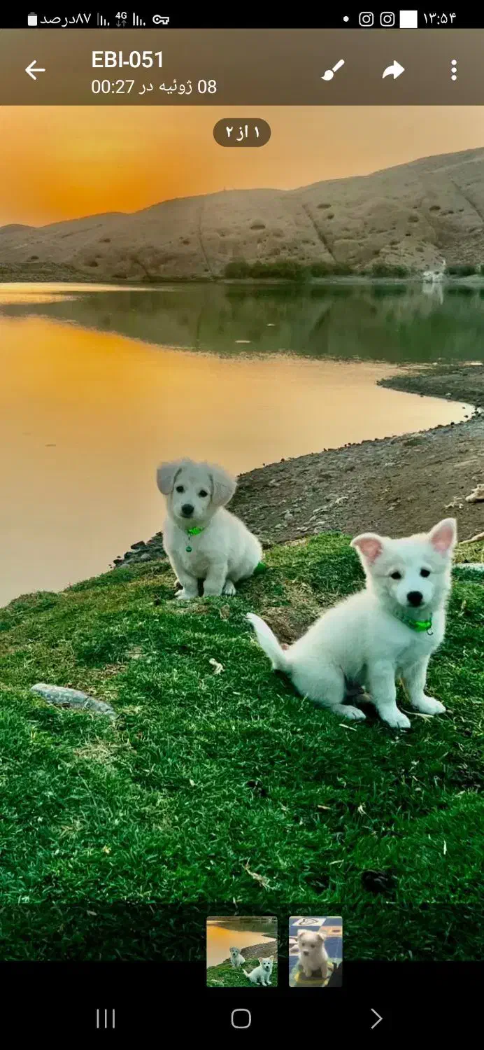 اشپیتز پامر با کبوترم معاوضه میکنم|سگ|سبزوار, قصبه غربی|دیوار