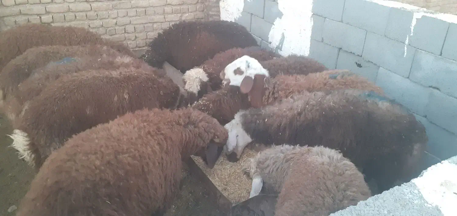 بره نر پای پروار(دامداری برادران اکبرپور)|حیوانات مزرعه|مشهد, توس فردوسی|دیوار