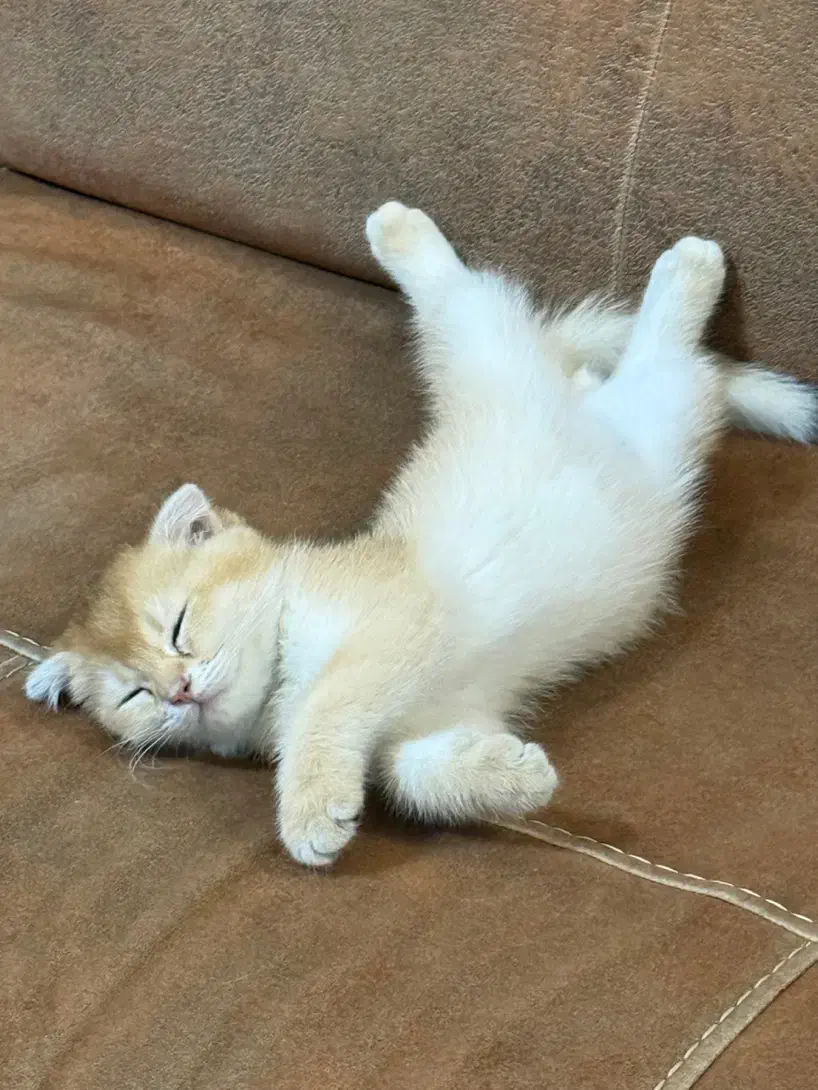 بچه گربه اسکاتیش گلد واکسن خورده و شناسنامه داره|گربه|تهران, سعادت‌آباد|دیوار