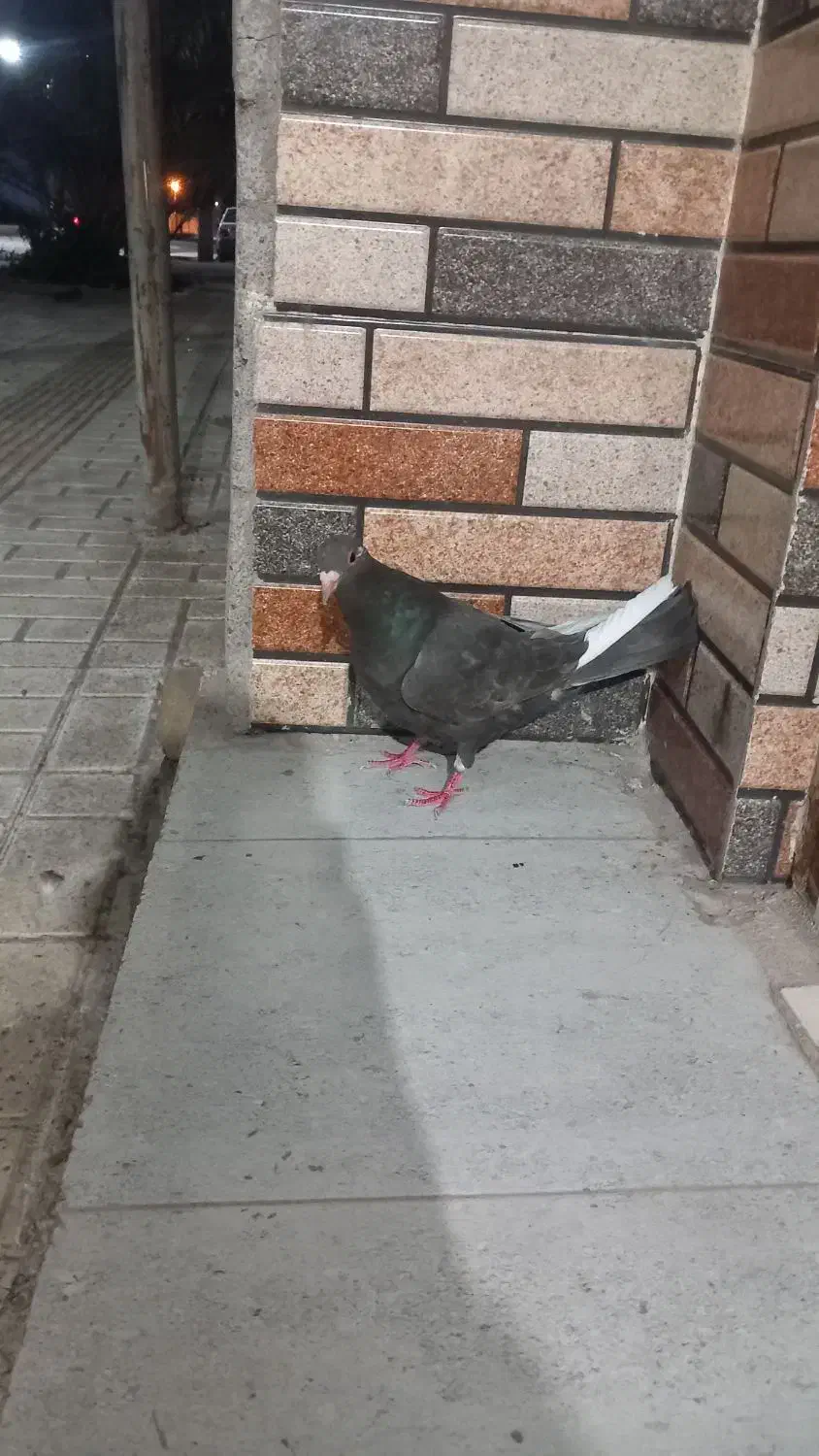 کفتر|پرنده|بم, |دیوار