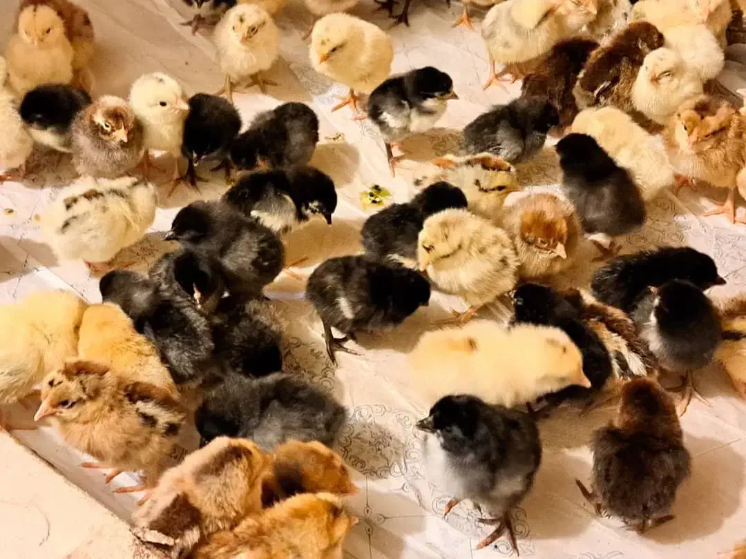 جوجه محلی عربی اصل|حیوانات مزرعه|بندر ماهشهر, |دیوار