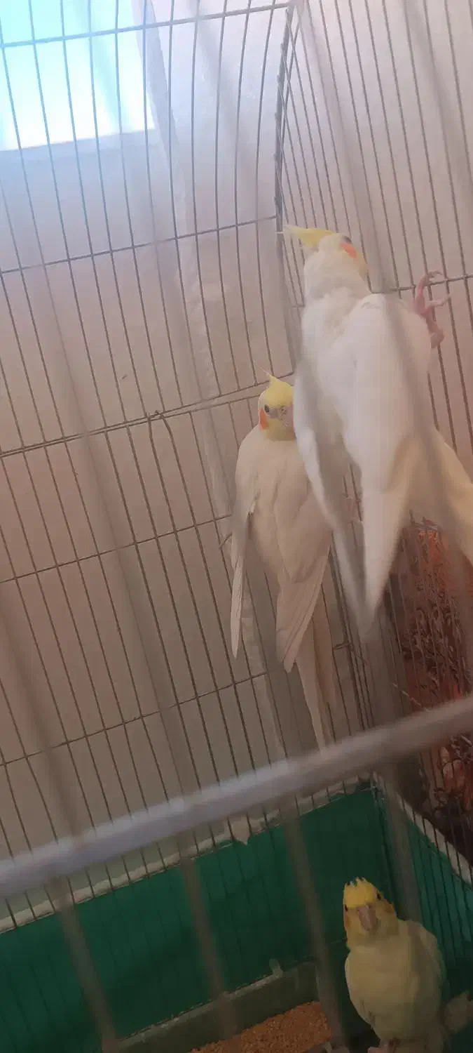 عروس هلندی|پرنده|میاندوآب, |دیوار