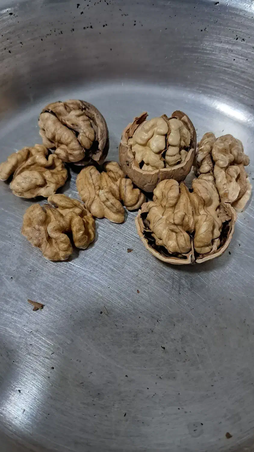 گردو|خوردنی و آشامیدنی|شاهین‌شهر, شهرک گلدیس|دیوار