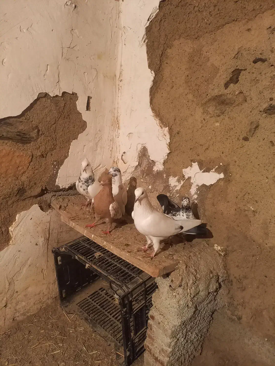 کفتر|پرنده|مریوان, |دیوار