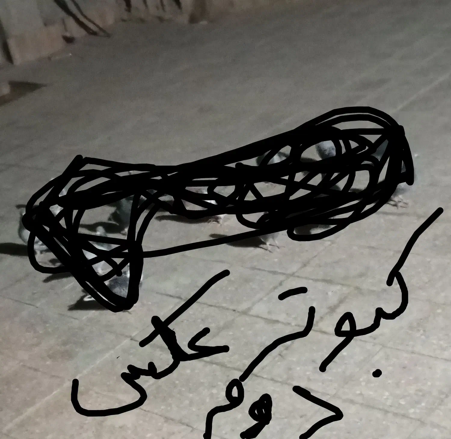 کبوتر|پرنده|هامون, |دیوار