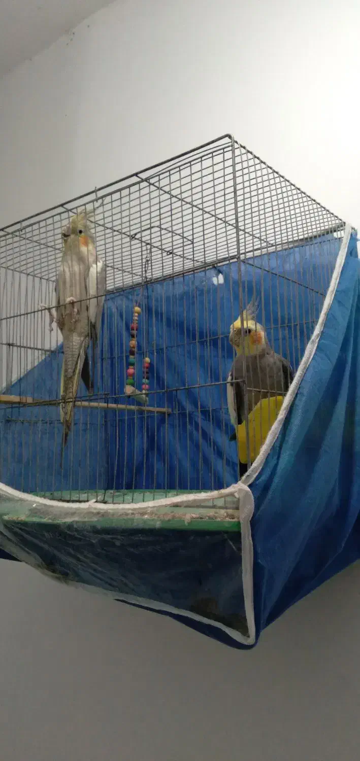 عروس هلندی|پرنده|رشت, معلولین|دیوار