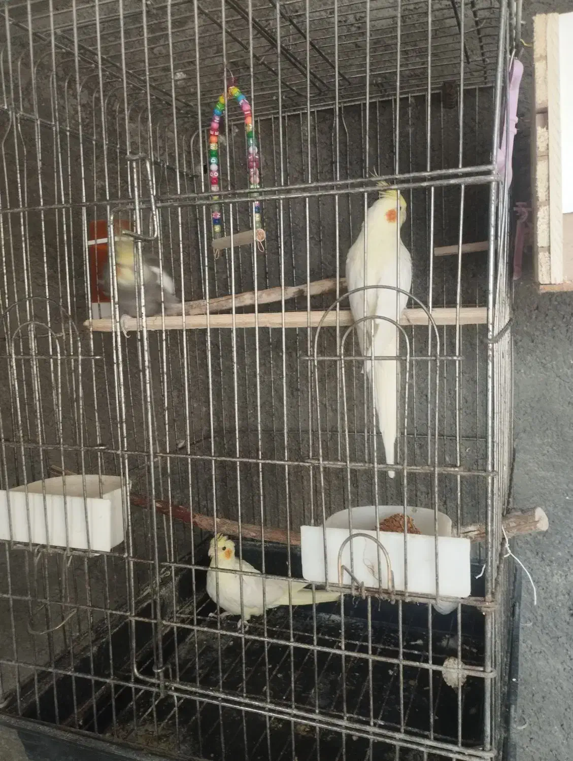 طوطی|پرنده|سرپل ذهاب, |دیوار