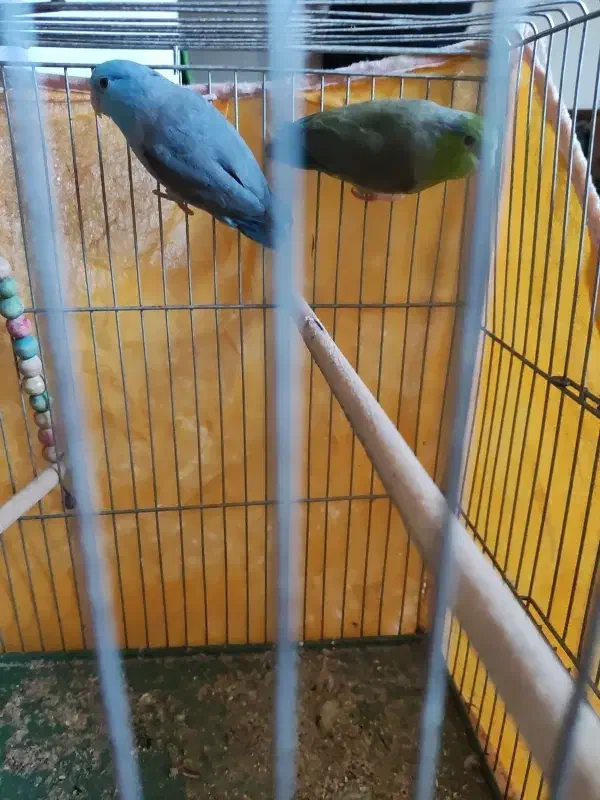 طوطی|پرنده|خمینی‌شهر, |دیوار