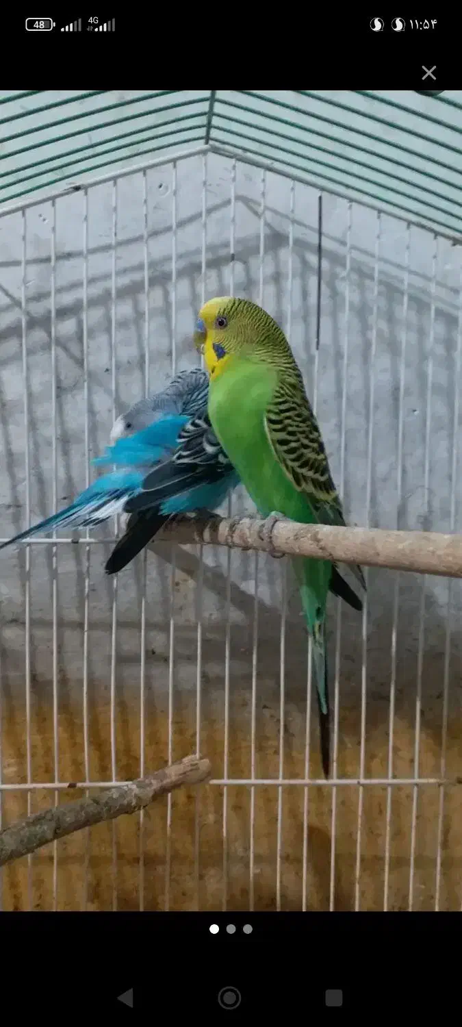 مرغ عشق|پرنده|زابل, |دیوار