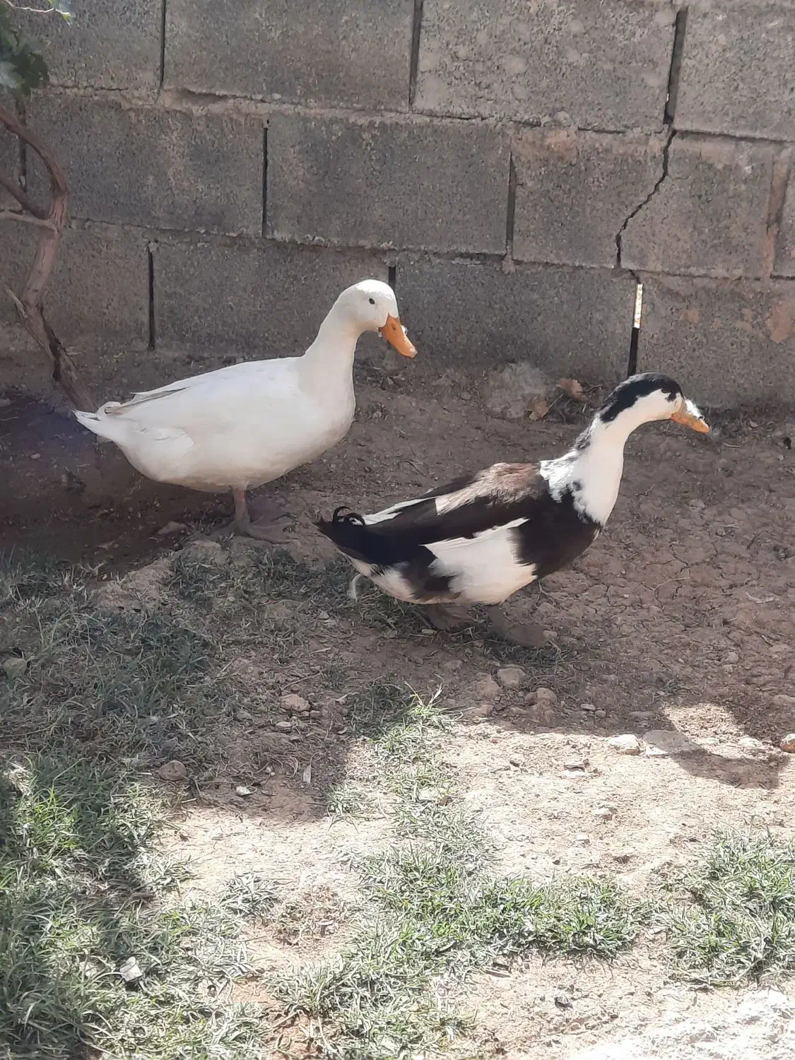 روستای بز میر آباد|حیوانات مزرعه|سرپل ذهاب, |دیوار