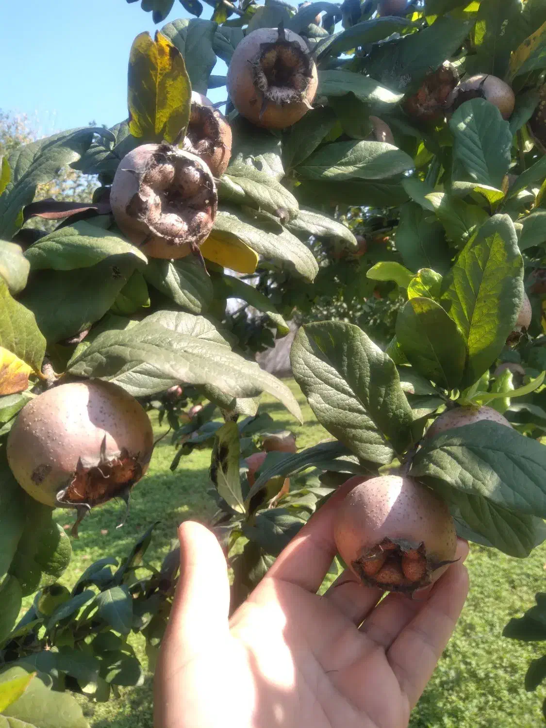 فروش فوری نوبرانه کنوس پیوندی و کیوی|خوردنی و آشامیدنی|تولم شهر, |دیوار