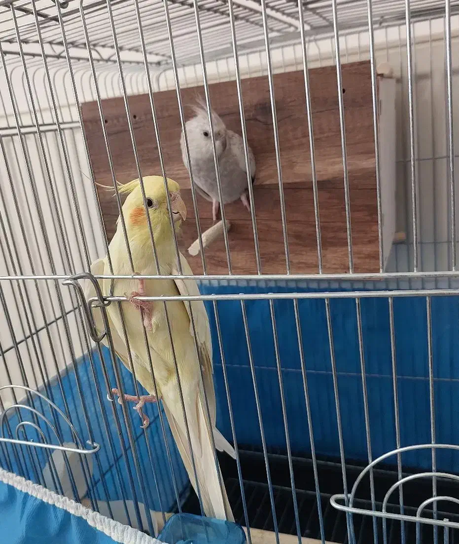 عروس هلندی نر دستی و سخنگو مست|پرنده|تاکستان, |دیوار