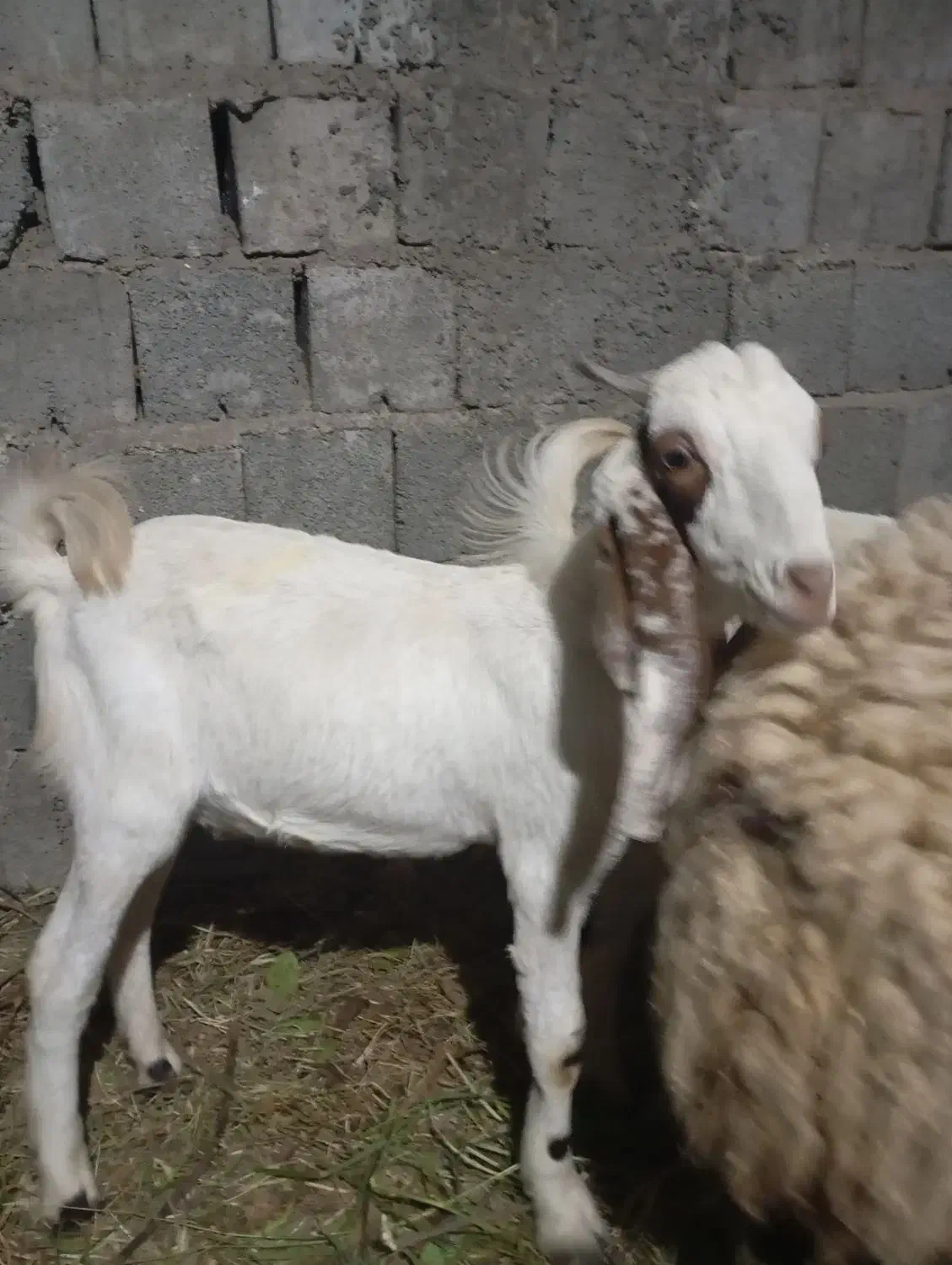 فروش فوری کهره نر|حیوانات مزرعه|جیرفت, |دیوار